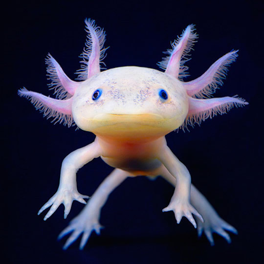axolotl 2