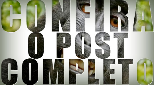 As 10 melhores fotos de animais em 2011
