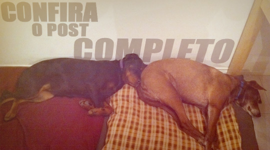 10 fotos engraçadas de cachorros dormindo