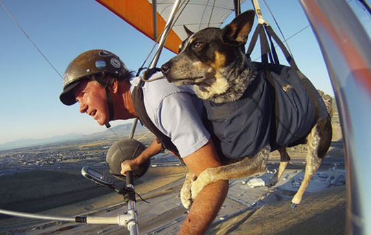 10 cães que são mais aventureiros que você