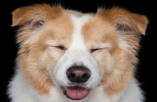 10 fotografias que provam que cachorros meditam