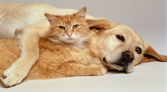 10 fotos como cães e gatos