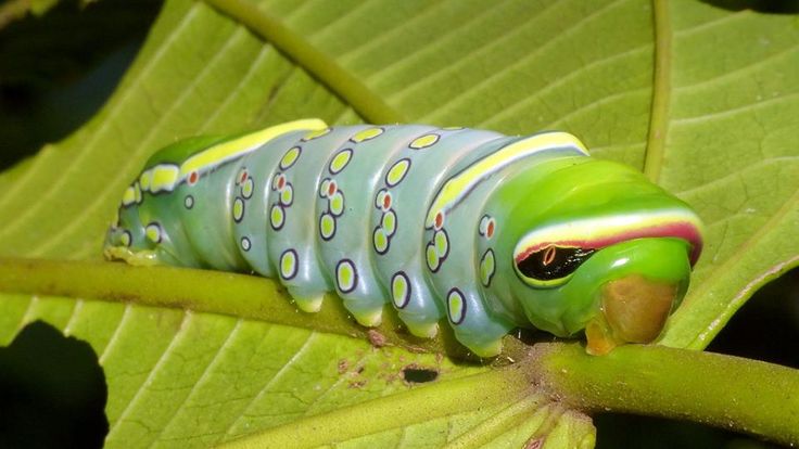 10 curiosidades peculiares sobre as lagartas
