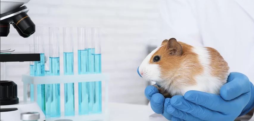 10 marcas que não testam seus produtos em animais