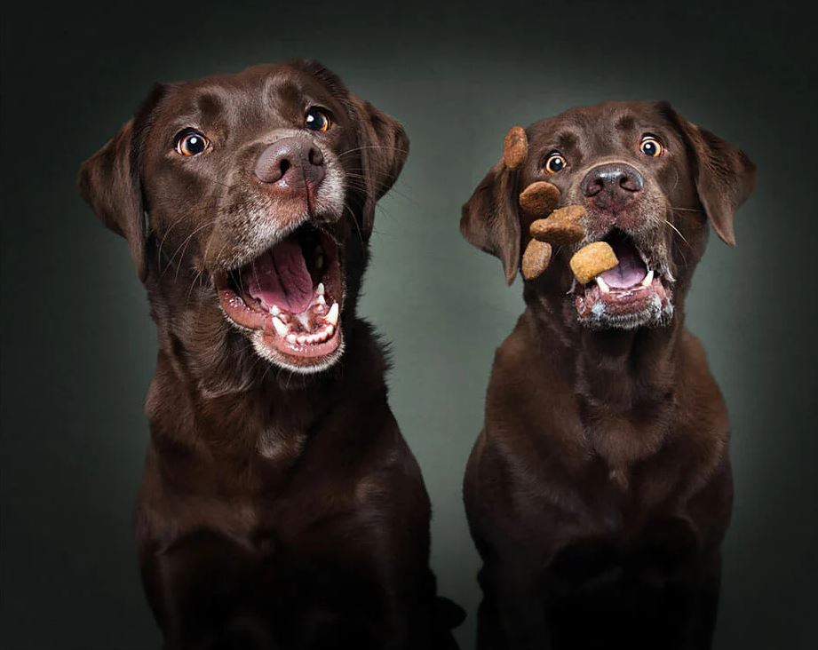 10 cliques divertidos de cães tentando pegar petiscos no ar